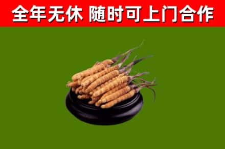 望牛墩镇回收散虫草