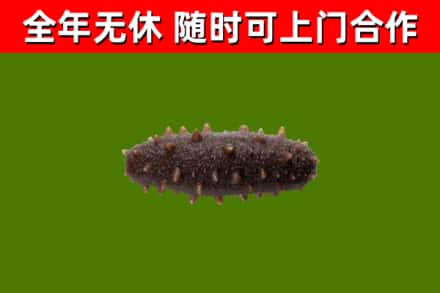 望牛墩镇回收海参干